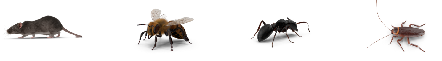 Domestic Pest Control